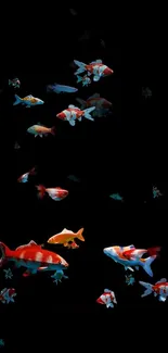 Colorful koi fish swimming in a dark background.