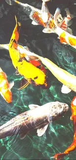 Colorful koi fish swimming in tranquil teal water.