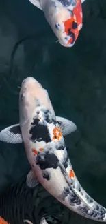 Colorful koi fish swimming in dark teal water.