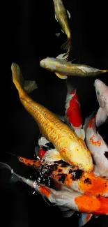 Vibrant koi fish swimming on a black background, creating a colorful aquatic nature scene.