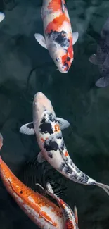 Image of colorful koi fish swimming in dark water, showcasing natural elegance.