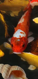 Vibrant orange koi fish swimming among colorful carp in a serene aquatic setting.