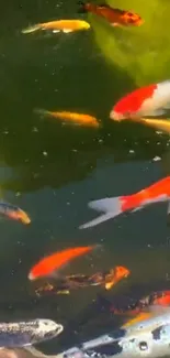 Vibrant koi fish swimming in a pond with green and orange hues.