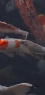 Vibrant koi fish swimming gracefully in water, displaying vibrant colors.