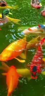 Vibrant koi fish and ducks swimming in a lush green pond wallpaper.