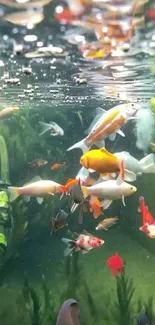 Colorful koi fish swimming in a lush green pond.