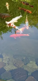 Vibrant koi fish swimming in a tranquil pond with lush greenery.