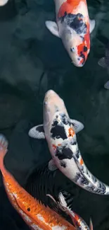 Vibrant koi fish swimming in a serene pond.