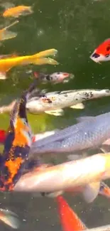 Colorful koi fish swimming in a serene pond.