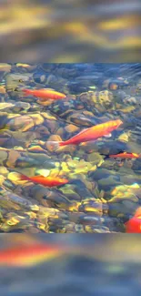 Bright koi fish swim in a clear pond.