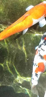 Colorful koi fish swimming in serene pond.