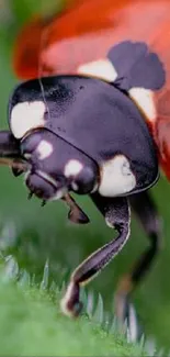 Close-up of a vibrant ladybug on a green leaf background.