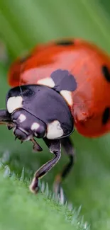 Close-up of a vibrant ladybug on a green leaf.