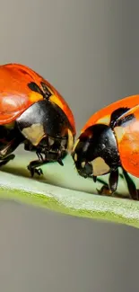 Close-up of two vibrant orange ladybugs facing each other on a green leaf.