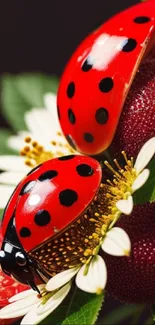 Vibrant wallpaper of ladybugs on flowers and leaves with bold colors.