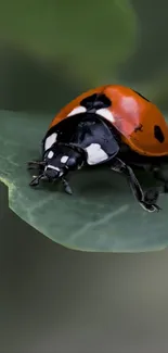 Vivid ladybug on a lush green leaf mobile wallpaper.