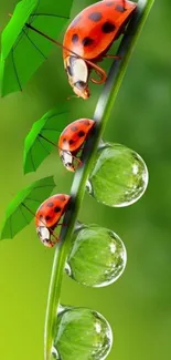 Ladybugs on a green leaf with dew in vivid colors.