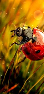 Macro shot of vibrant ladybug with blurred natural background.