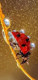 A close-up of a ladybug on a dewdrop-covered leaf.