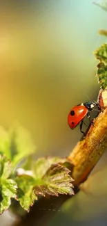 Ladybug on a vibrant green branch with lush leaves.