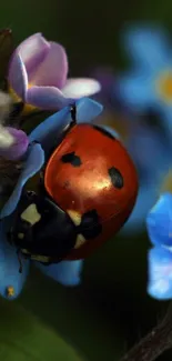 Ladybug resting on blue flowers in nature scene.