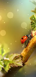 Ladybug on a green leaf with blurred natural background.