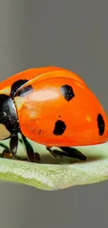 Bright red ladybug on a leaf close-up mobile wallpaper.