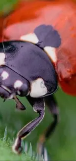 A close-up image of a vibrant ladybug sitting on a green leaf.