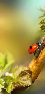 Vibrant ladybug perched on a green leaf in lush natural setting.