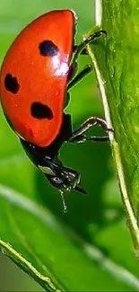 Close-up of a ladybug crawling on a vibrant green leaf.