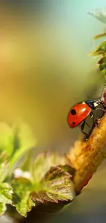 Ladybug on a leaf in beautiful natural colors, perfect for mobile wallpaper.