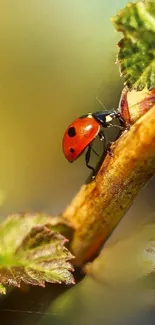 Close-up of a vibrant ladybug on a branch with green leaves.