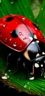 Red ladybug with dew drops on a green leaf.
