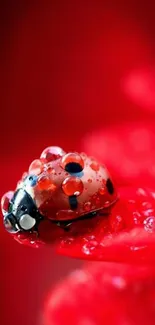 Close-up of a ladybug on a red leaf with raindrops.