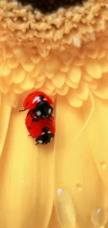 Ladybug on a vibrant yellow daisy with dewdrops.