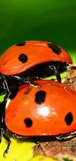 Close-up of two vibrant ladybugs on a green leaf.
