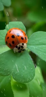 Ladybug sitting on a green clover leaf with soft raindrops.