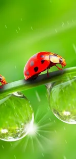 Vibrant ladybugs on green leaves with dewdrops.