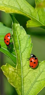 Red ladybugs resting on vibrant green leaves.