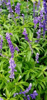 Lavender flowers in lush green field wallpaper.