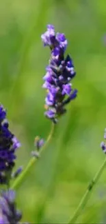 Vibrant lavender field with green backdrop.