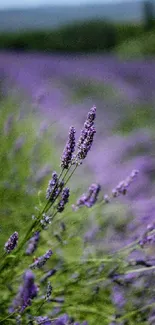 Mobile wallpaper of vibrant lavender fields under the sky.