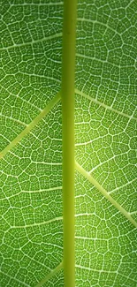 Close-up texture of a green leaf.