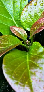 Close-up of vibrant dewy leaves with water droplets.