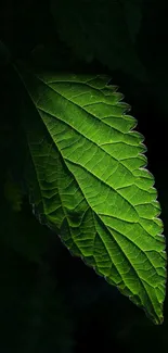 Vibrant green leaf in dark background.