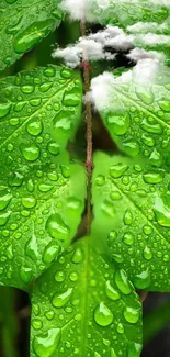 Close-up of vibrant green leaves with dew drops.