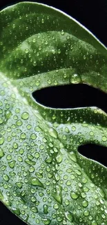 Close-up of a green leaf with raindrops on a dark background.