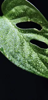 Green leaf with dew on a dark background wallpaper.