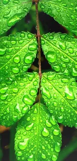 Vibrant green leaves with dewdrops enhancing nature theme.