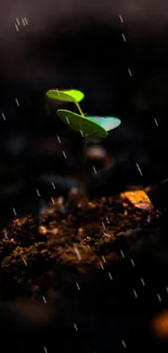 Green leaf in rain on dark soil wallpaper.